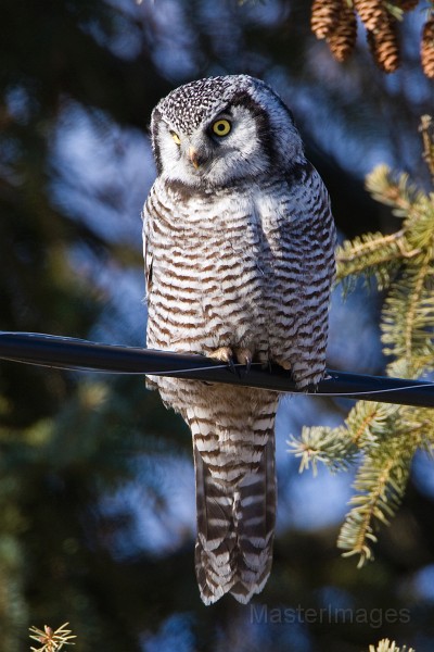 IMG_6694c.jpg - Northern Hawk-Owl (Surnia ulula)